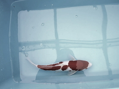 Killikus&reg; Fotographie